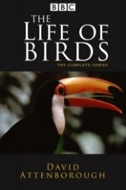 David Attenborough: Life of Birds Season 1 Episode 3
