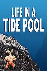 Life In A Tide Pool Season 1 Episode 5