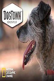 DogTown Season 4 Episode 2