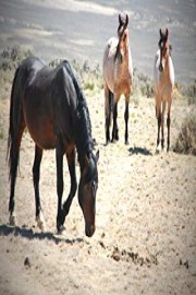 Mustangs - Living Legends Season 1 Episode 2