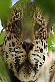 Jaguar Adventure with Nigel Marven Season 1 Episode 2